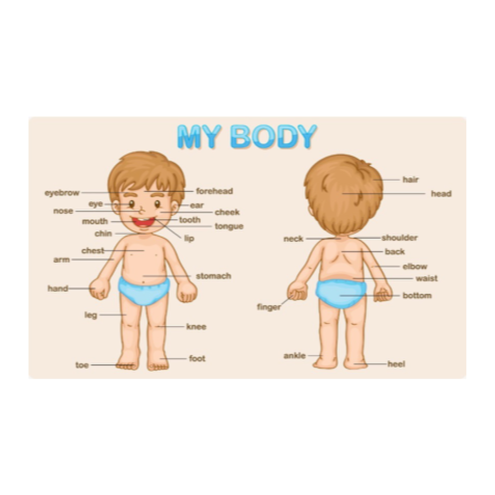 My Body – Body Parts Identification|BODY AND SENSE ORGANS Activity|2–6 Years